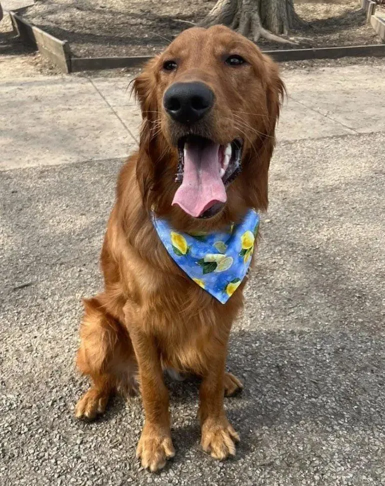 Arrow Rows Bandana