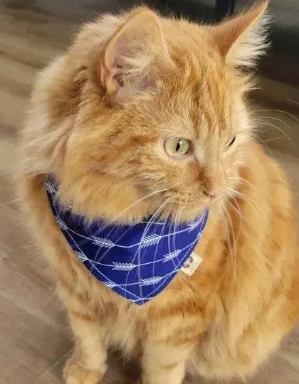 Arrow Rows Bandana
