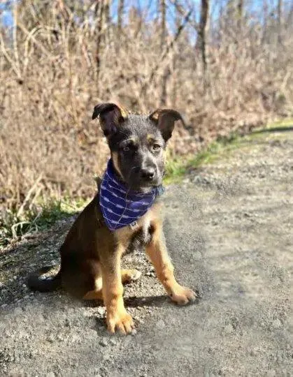 Arrow Rows Bandana