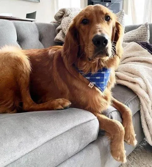 Arrow Rows Bandana