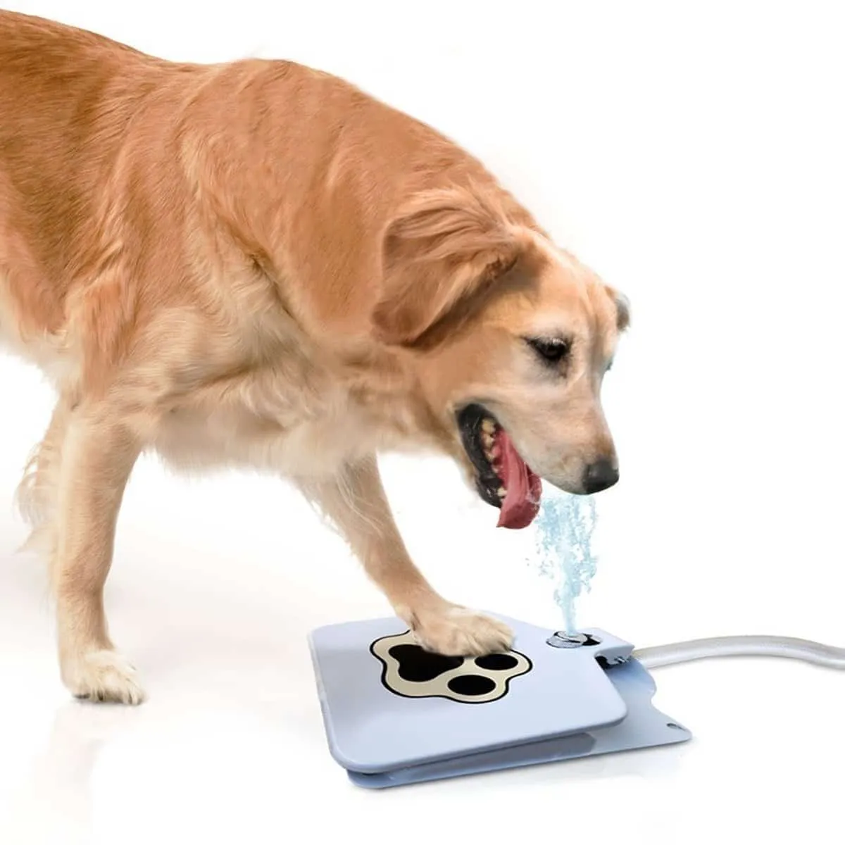 Automatic Dog Water Feeder