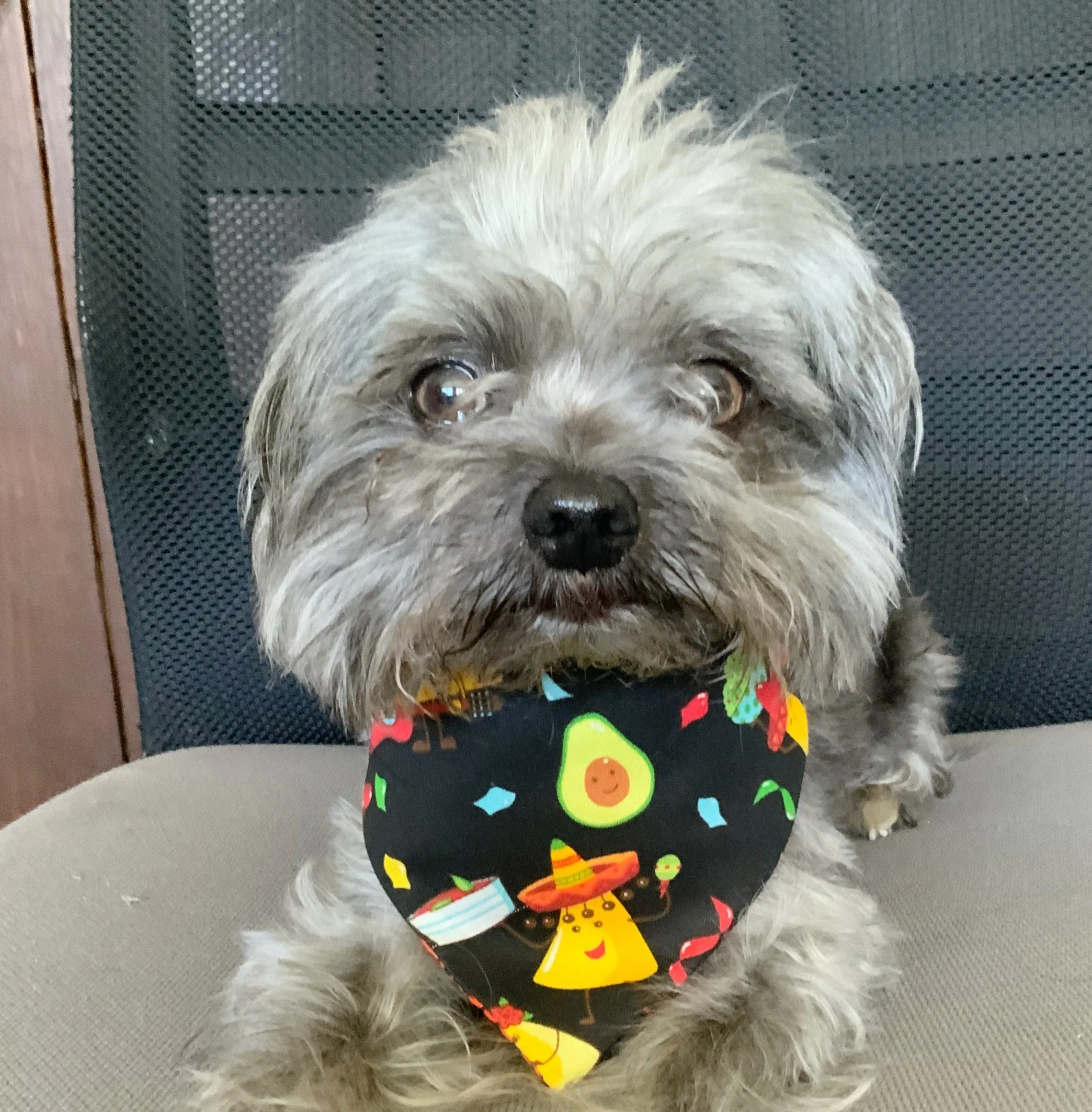 Cinco de Mayo Dog Bandana, Fiesta Dog accessories