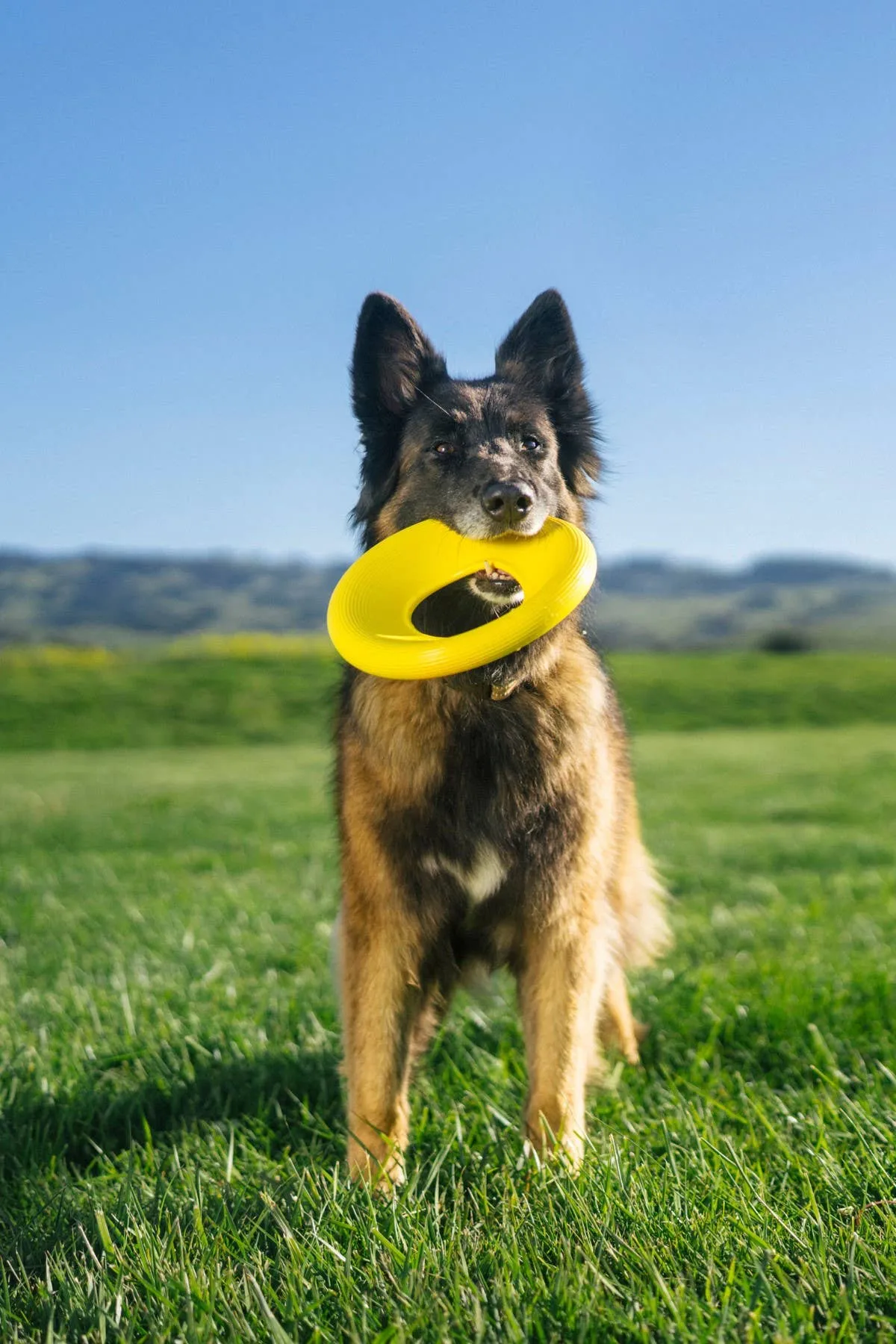 Earth Rated TPE Flyer Dog Toy, Small Yellow