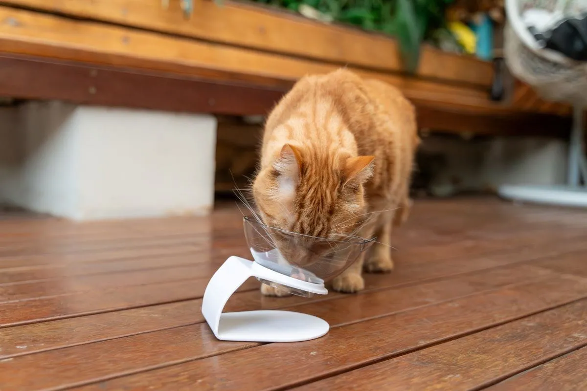 Ezy-Eat Cat Bowl