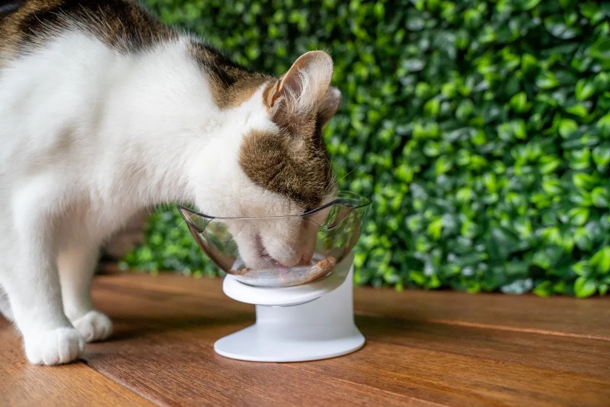 Ezy-Eat Cat Bowl