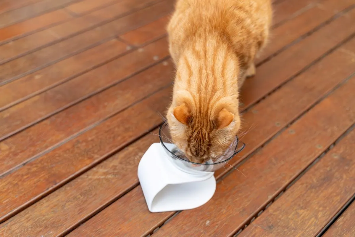 Ezy-Eat Cat Bowl