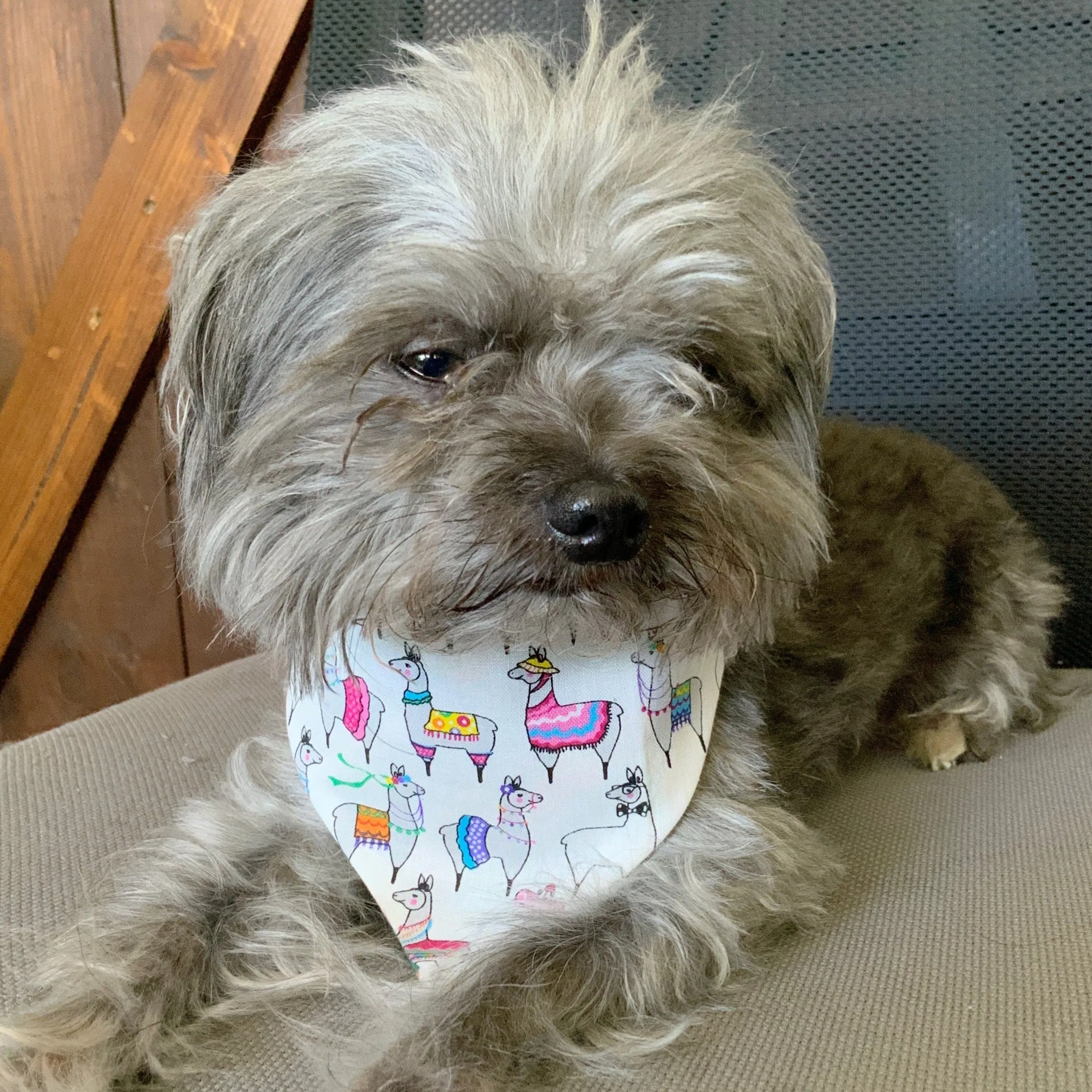 Fiesta Cinco de Mayo Dog Bandana, Dog accessories