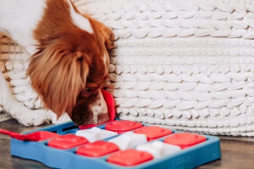 Nina Ottosson by Outward Hound Dog Brick Interactive Treat Puzzle Dog Toy, Intermediate
