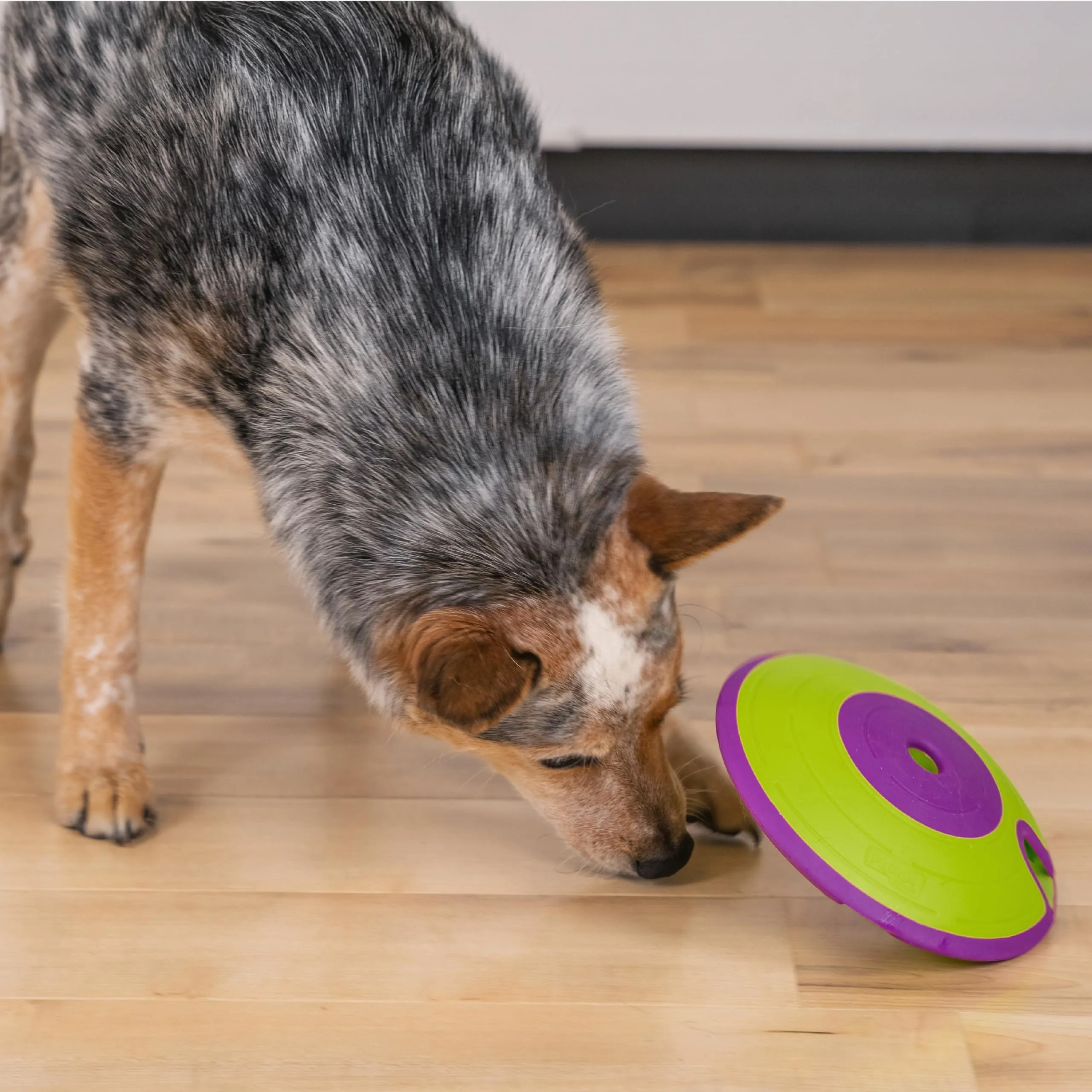 Outward Hound Nina Ottosson Treats Interactive Treat Dispenzing Dog Puzzle Maze Dog Toy