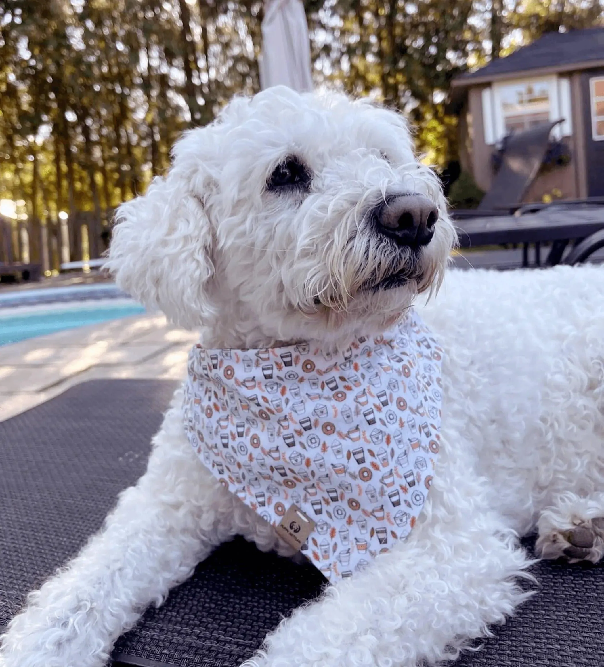 Pumpkin Spice Latte Bandana