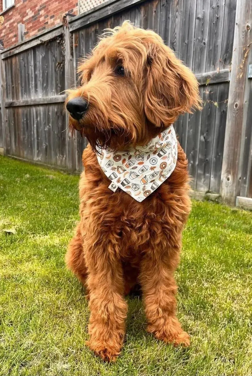 Pumpkin Spice Latte Bandana