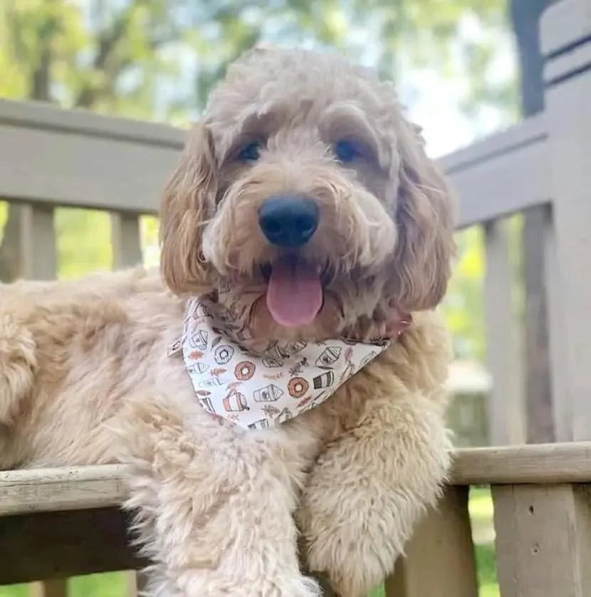 Pumpkin Spice Latte Bandana