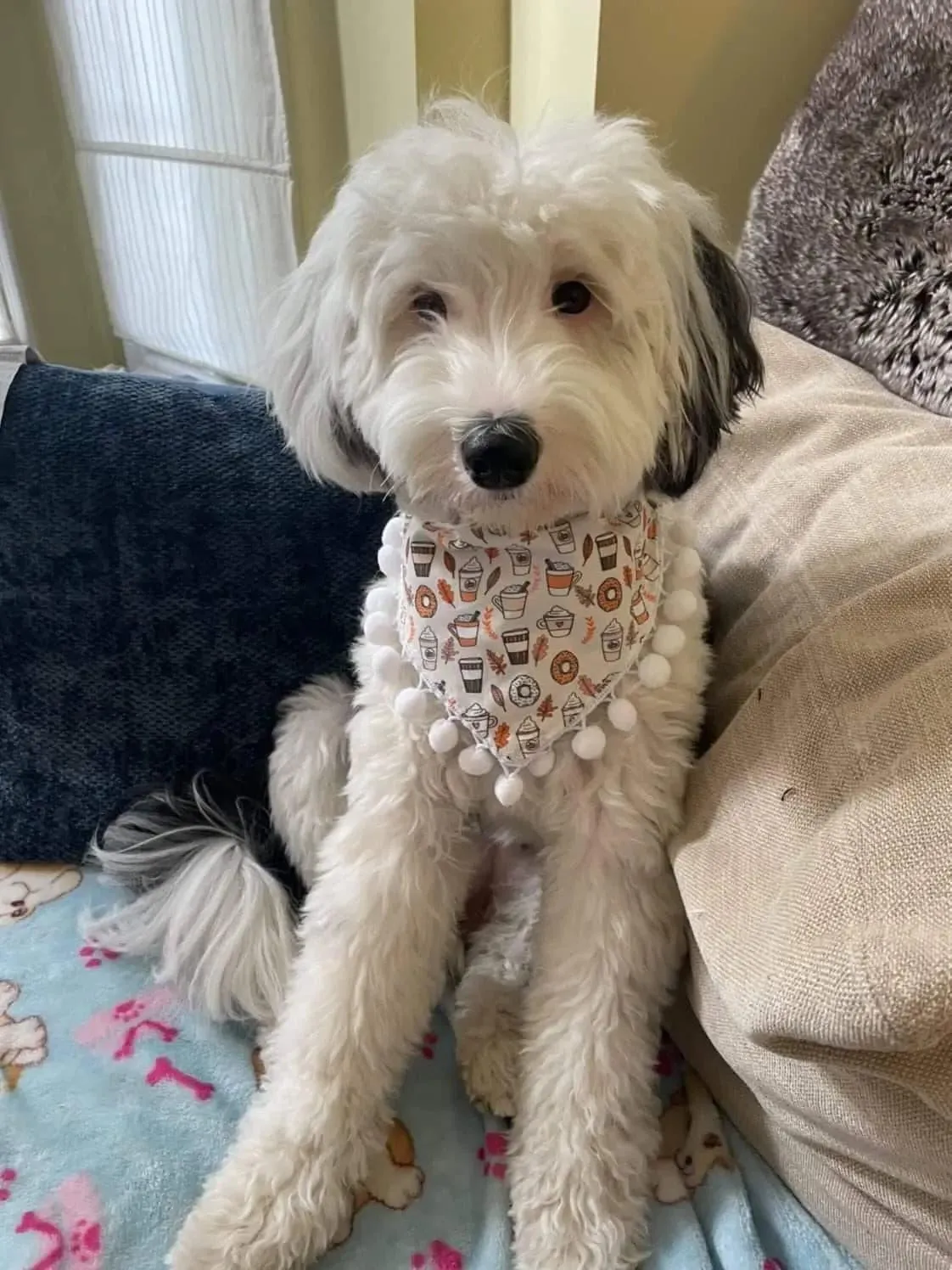 Pumpkin Spice Latte Bandana