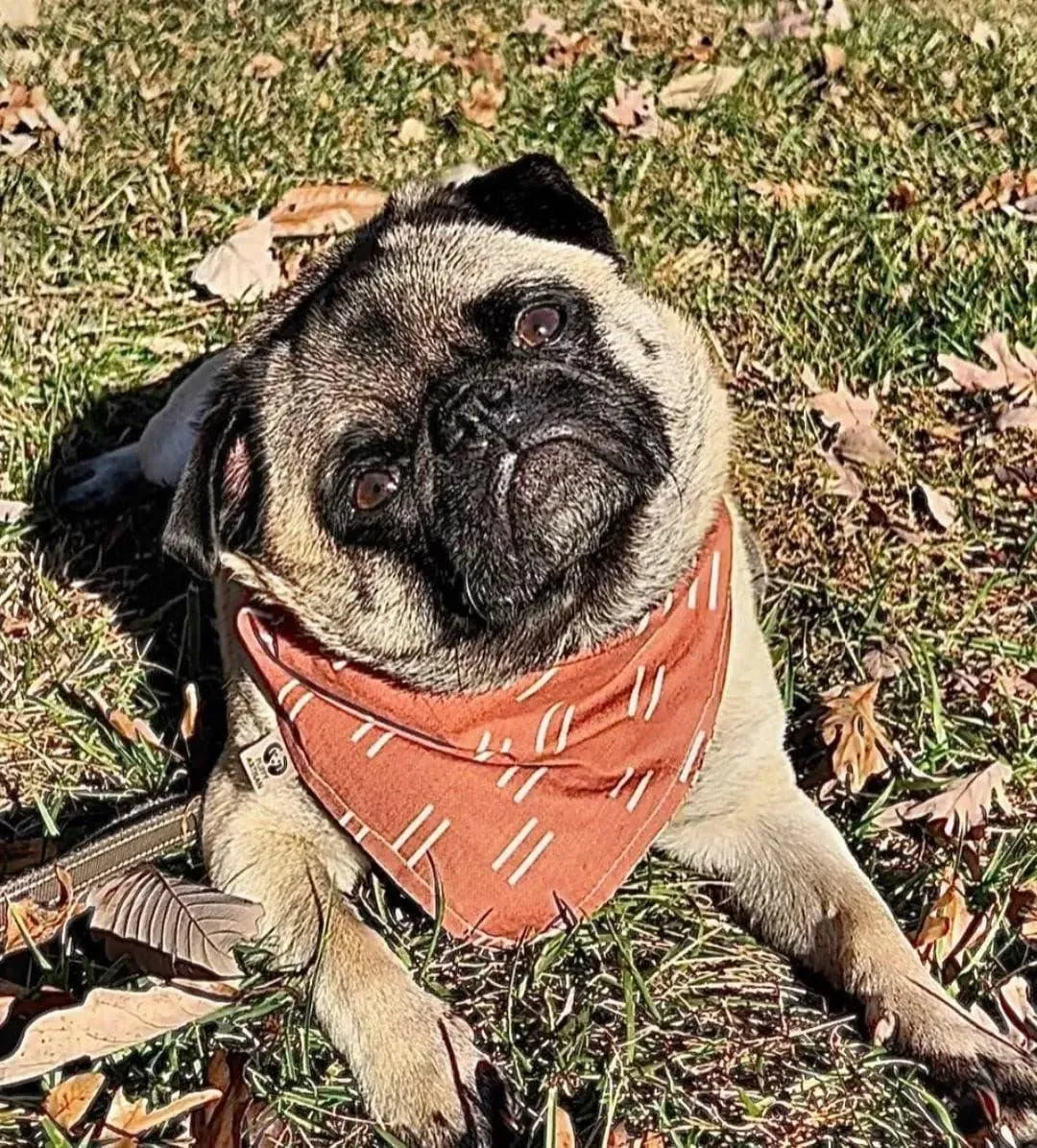 Pumpkin Spice Latte Bandana