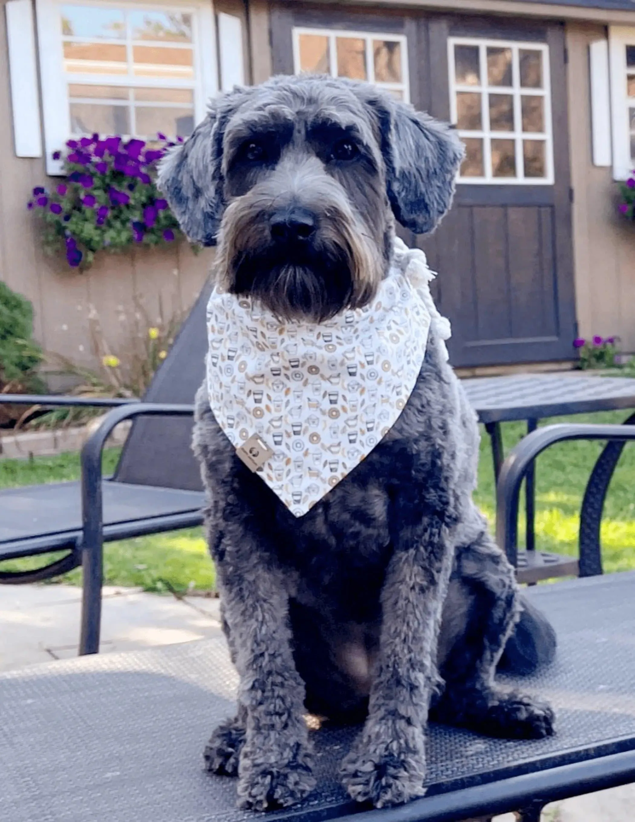 Pumpkin Spice Latte Bandana