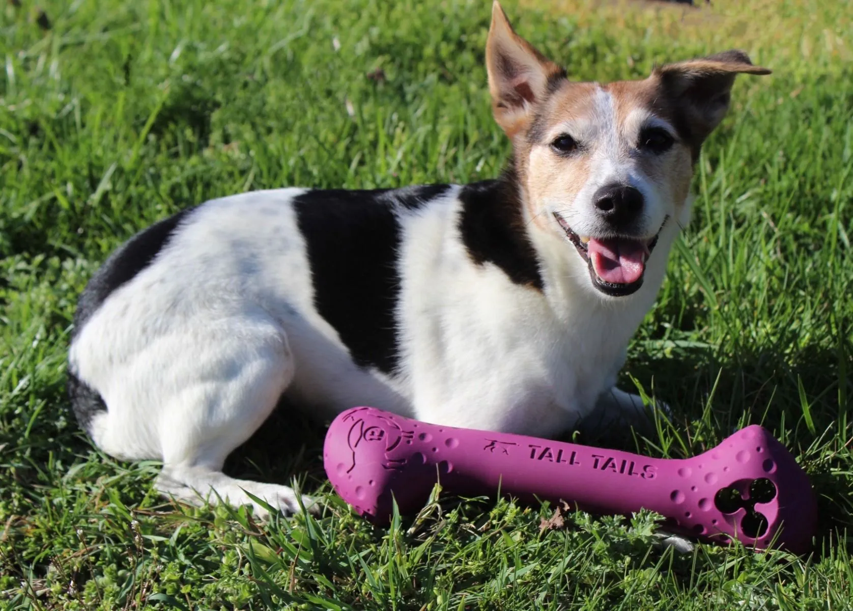 Tall Tails Large Goat Sport Bone